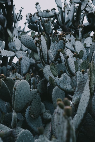 白天种植绿色仙人掌